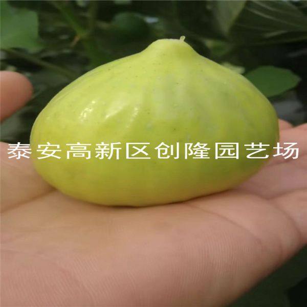 无花果苗