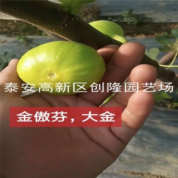 无花果苗