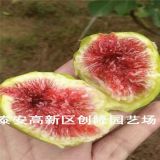 无花果产量高的品种、布兰瑞克无花果苗基地价格及单价