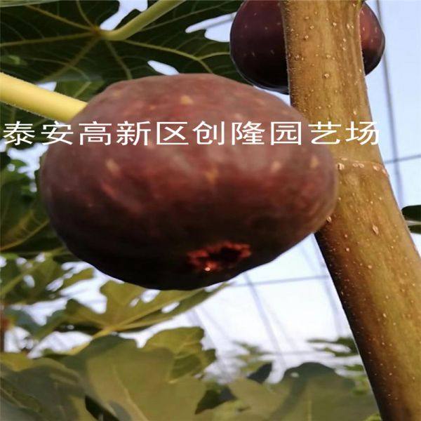 无花果苗