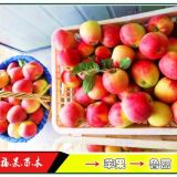 魯麗蘋(píng)果苗多少錢(qián)每顆？哪里有