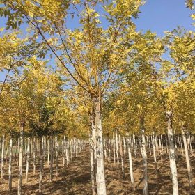 湖北12公分黄金槐种植基地