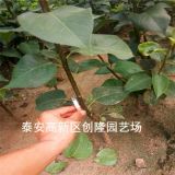 秋月梨树苗适合南方种植吗、哪里能卖到好秋月梨树苗