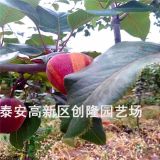 早酥紅梨樹苗、早酥紅梨樹苗產(chǎn)量高、早酥紅梨樹苗基地