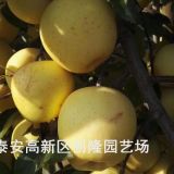 维纳斯黄金苹果树苗、维纳斯黄金苹果树苗批发价格