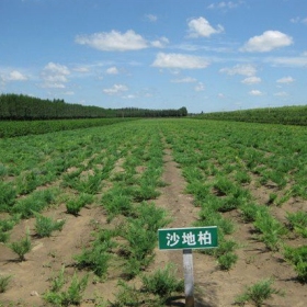 沙地柏價格 江蘇沙地柏基地