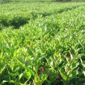 紅王子錦帶價(jià)格 江蘇紅王子錦帶基地