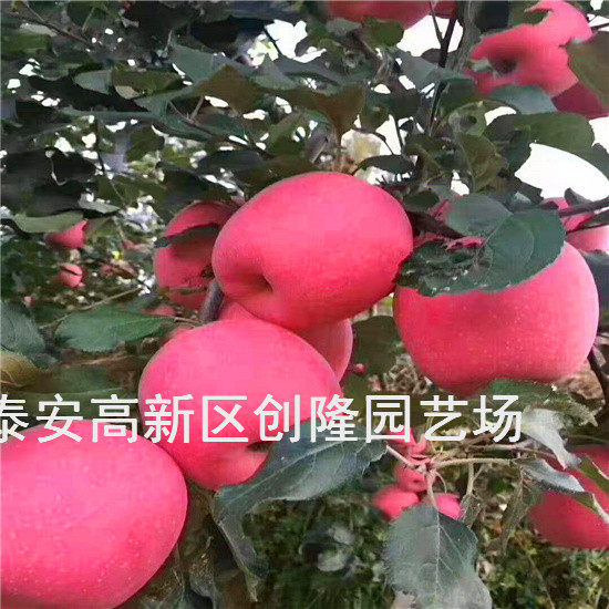 苹果苗