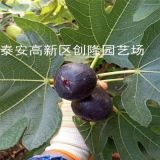 2公分无花果苗价格、今年无花果树苗价格