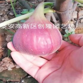 金傲芬無花果苗一年無花果苗今年價格