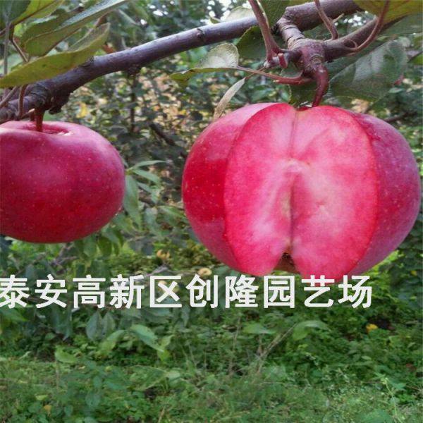 脱毒苹果苗中秋王苹果苗