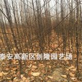 脱毒苹果苗、中秋王苹果苗哪里有卖的