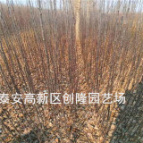 脱毒苹果苗、秦脆苹果苗报价及价格