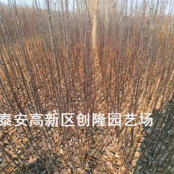 脱毒苹果苗烟富3号苹果苗