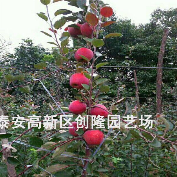 脱毒苹果苗华硕苹果苗