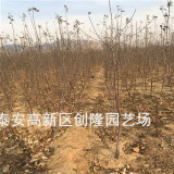 脱毒苹果苗、秦脆苹果苗基地直销