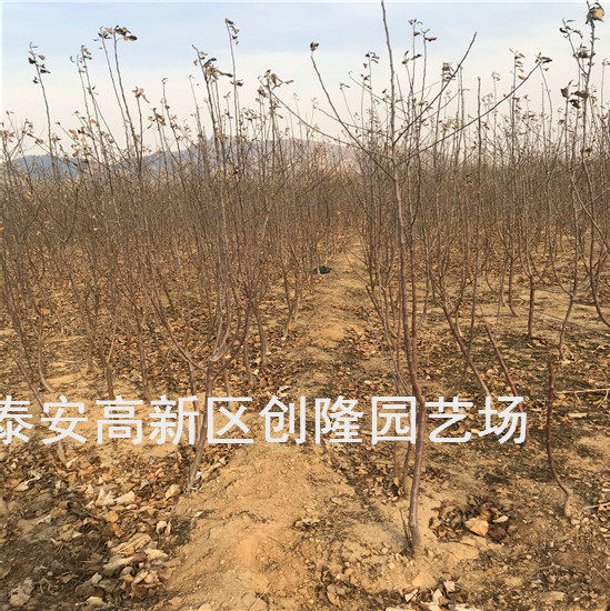 矮化苹果苗新品种秦脆苹果苗