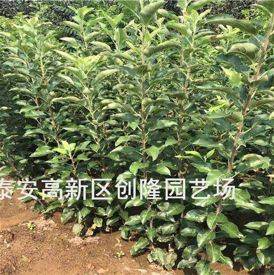 脱毒苹果苗烟富8号苹果苗