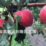 脱毒苹果苗、中秋王苹果苗价格