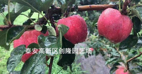 矮化苹果苗新品种中秋王苹果苗