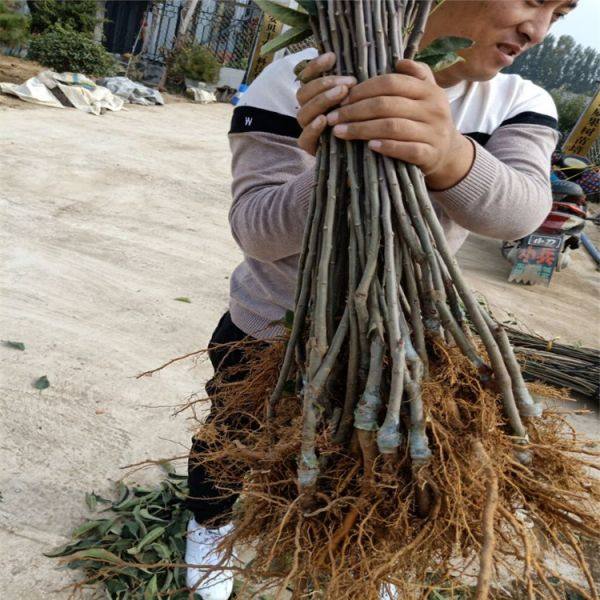 苹果苗 苹果树苗