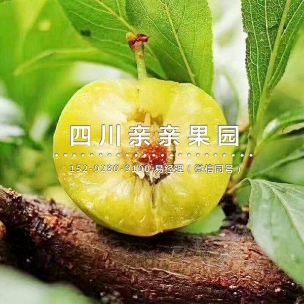 青脆李樹苗