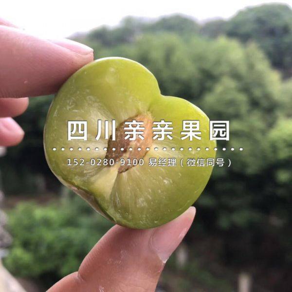 青脆李樹苗