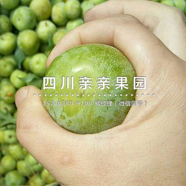 青脆李樹苗