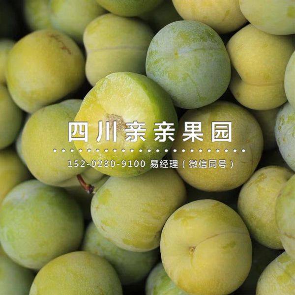 青脆李樹苗