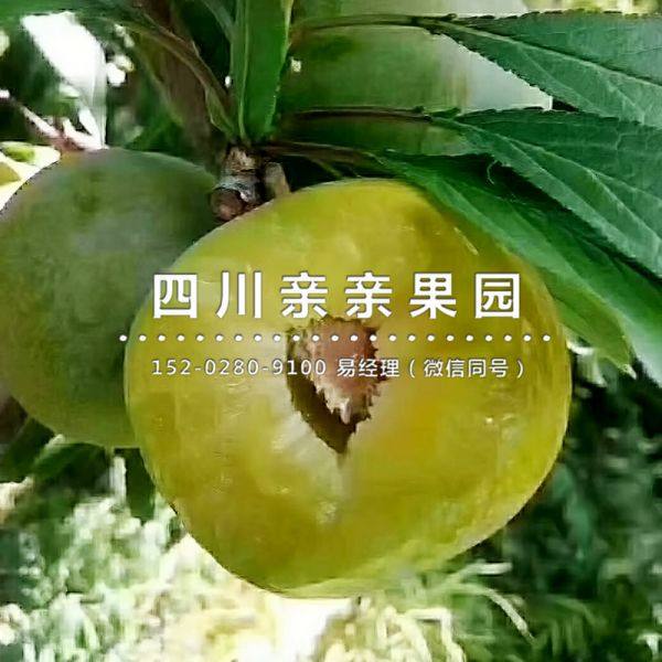 青脆李树苗