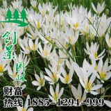 沭陽常年供應(yīng)大量?jī)?yōu)質(zhì)蔥蓮、蔥蓮基地直銷、規(guī)格齊全