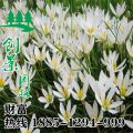 沭陽常年供應(yīng)大量優(yōu)質(zhì)蔥蓮、蔥蓮基地直銷、規(guī)格齊全