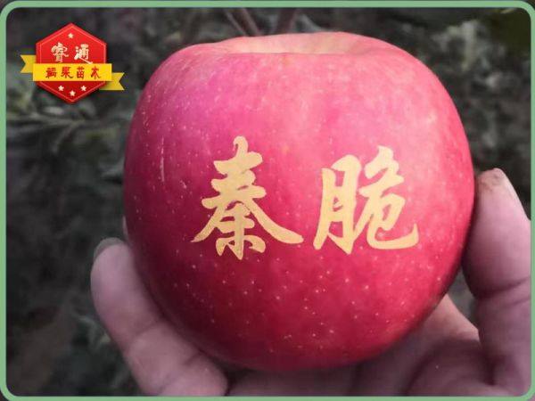 秦脆蘋(píng)果樹(shù)苗