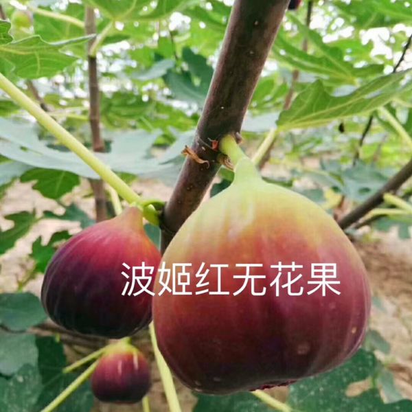 波姬红无花果苗