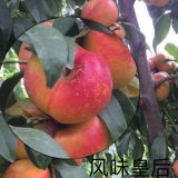 黃金蜜一號桃樹苗報(bào)價(jià) 桃樹苗基地 黃金蜜一號桃苗多少錢一棵