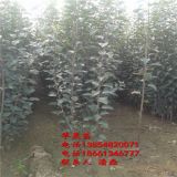 紅將軍蘋果樹(shù)苗-新品種紅將軍蘋果樹(shù)苗-紅將軍蘋果樹(shù)樹(shù)苗新品種