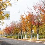 2019年乌桕市场价格13公乌桕苗圃价格