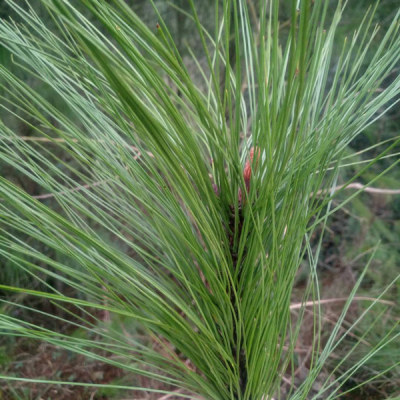 苗圃銷(xiāo)售馬尾松 馬尾松圖片 馬尾松怎么賣(mài)