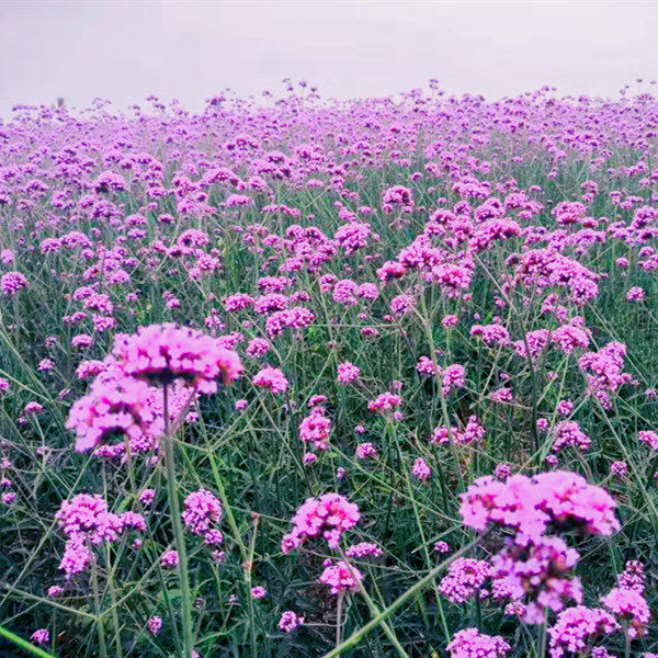 馬鞭草