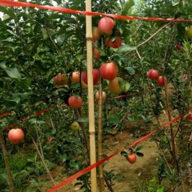 華碩蘋果樹苗哪里的價格低 山東華碩蘋果樹苗