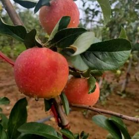 紅富士脫毒愛矮化苗出售 山東紅富士脫毒愛矮化苗