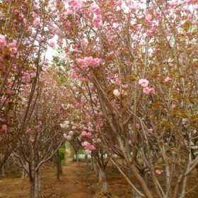 15公分樱花价格 江苏樱花基地