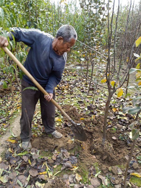 桃树苗