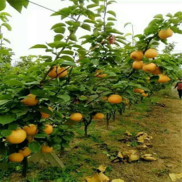 红香酥梨树苗