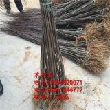 冰糖心苹果树苗-新品种冰糖心苹果树苗-冰糖心苹果树苗价格多少