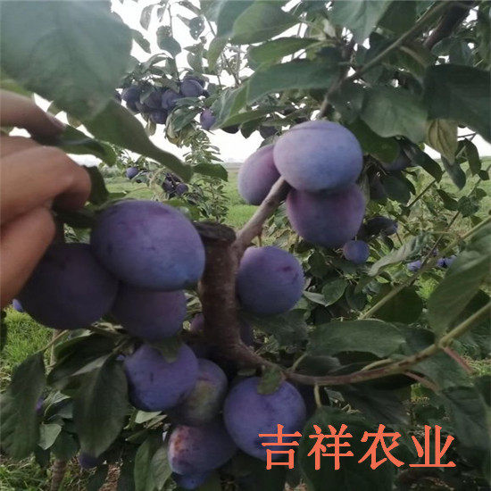 西梅李树苗