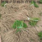 綠蘆筍專業(yè)種植合作社 大量供應(yīng)優(yōu)質(zhì)蘆筍種苗