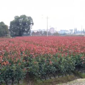 红叶石楠大杯苗价格 浙江红叶石楠杯苗种植基地