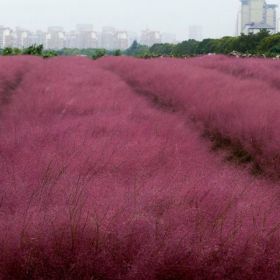 粉黛乱子草小杯苗购买种植基地