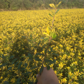 黄金枸骨价格 浙江黄金枸骨杯苗 花叶栀子大小杯苗种植基地